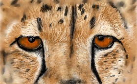 Gepard - autor: Humo de copal