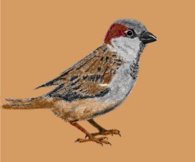 Drawing of Sparrow by Kaddy