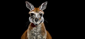 Çhåching の カンガルー の絵