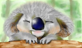 Koala - autor: Zi