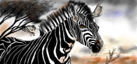 Zebra-Zeichnung von Çhåching
