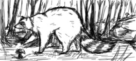 yakhan の アライグマ の絵