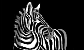 Zebra-Zeichnung von Tim