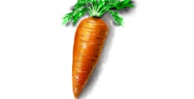 Drawing of Carrot by Eclat de Lune