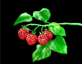 Drawing of Raspberry by Cec
