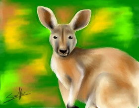 Klokan - autor: Sophie_draw24