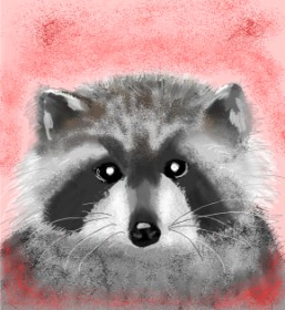 Drawing of Raccoon by Belem