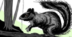 Drawing of Squirrel by Kees