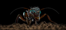 Çhåching の アリ の絵