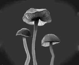 Gljiva - autor: ImagineBastille