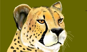 Tim の チーター の絵
