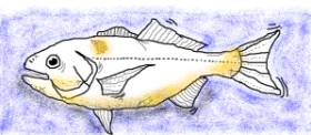 Chloe の 魚 の絵