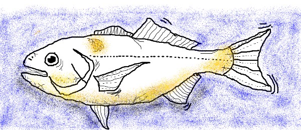Chloe の 魚 の絵