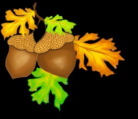 Drawing of Acorn by Snowy