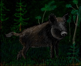 Drawing of Wild boar by Sofie