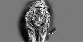 Drawing of Tiger by Eclat de Lune