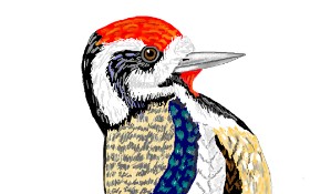 GJP の キツツキ の絵