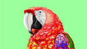 Sam の オウム の絵