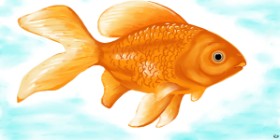 Swimmer の 金魚 の絵
