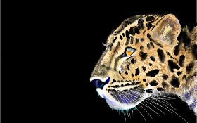 Gepard-Zeichnung von GJP