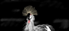 Çhåching の 鳥 の絵