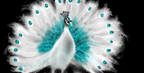 Drawing of Peacock by Eclat de Lune