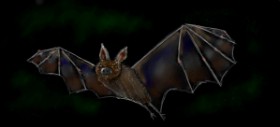 Drawing of Bat by Shiney🪶