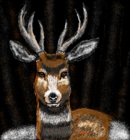 Drawing of Deer by St4r✨