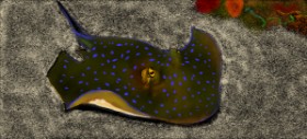 Drawing of Stingray by Çhåching