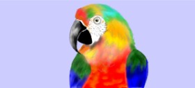 Debidolittle の オウム の絵