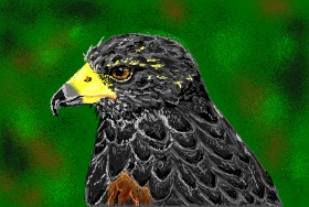 Ptica - autor: Kaddy