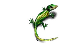 Drawing of Lizard by Bonkers