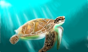 Sylv の ウミガメ の絵