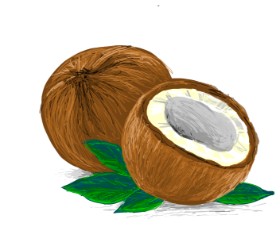Scott の ココナッツ の絵