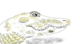 Drawing of Alligator by Tiny🍒