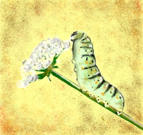 Drawing of Caterpillar by LoonyLG✨️