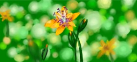Milena の ユリの花 の絵