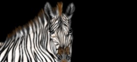 Zebra-Zeichnung von Çhåching