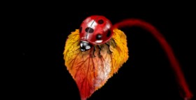 Drawing of Ladybug by Eclat de Lune