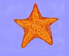 Cherri の ヒトデ の絵