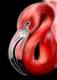 ⋆su⋆vinci彡 の フラミンゴ の絵