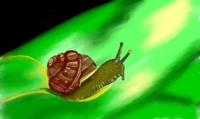 Tim の カタツムリ の絵