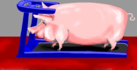 Drawing of Pig by Swimmer