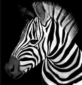 Zebra-Zeichnung von Lou