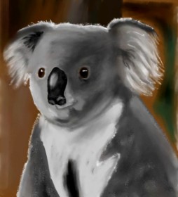 Drawing of Koala by Sala