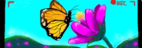 Drawing of Butterfly by SacredCross