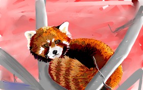 Drawing of Red Panda by Rose rocket