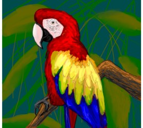 Scott の オウム の絵