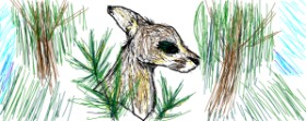 Nan の カンガルー の絵