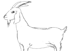 Drawing of Goat by Vicki